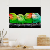 Poster Les canaris adultes sont de petits oiseaux, enviro (Cuisine)