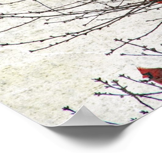 Poster Les cardinaux dans un arbre (Coin)