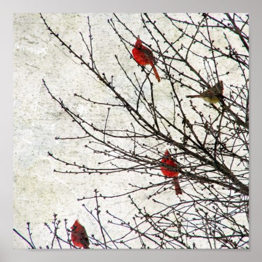 Poster Les cardinaux dans un arbre (Devant)