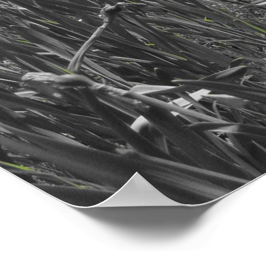 Poster Les cascades (Coin)