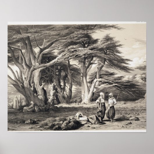 Poster Les Cèdres du Liban, gravés par Freeman (sépia (Devant)
