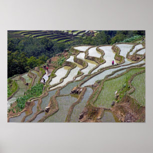 Poster Les célèbres terrasses de riz yuanyang - Yunnan, C