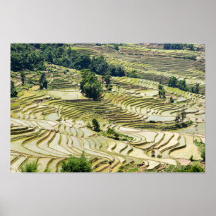 Poster Les célèbres terrasses de riz yuanyang - Yunnan, C