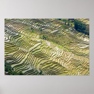 Poster Les célèbres terrasses de riz yuanyang - Yunnan, C