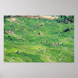 Poster Les célèbres terrasses de riz yuanyang - Yunnan, C