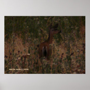 Poster Les cerfs se cachent dans l'herbe sèche