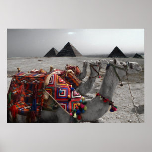 Poster Les chameaux aux Pyramides