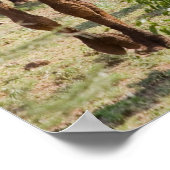 Poster Les chameaux sauvages (Coin)