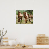 Poster Les chameaux sauvages (Cuisine)