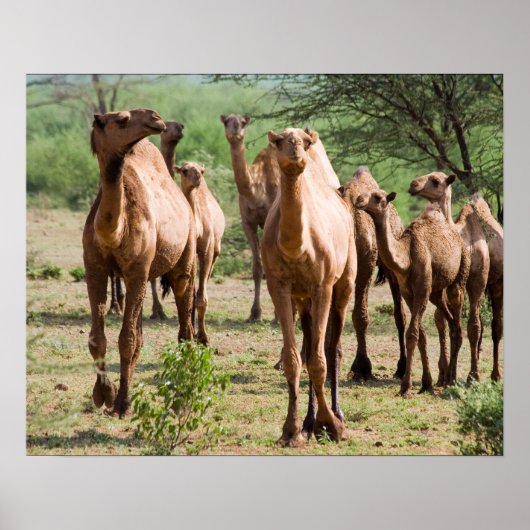Poster Les chameaux sauvages (Devant)
