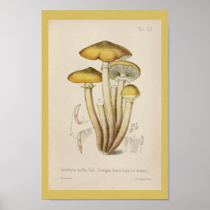 Poster Les champignons du cru 1899 brunissent la copie
