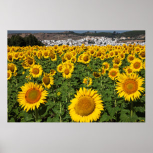 Poster Les champs de tournesol, ville blanche de Bornos