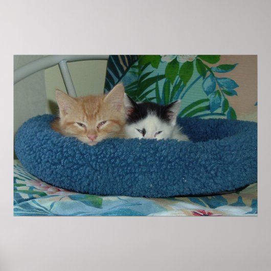 Poster Les chatons en amour (Devant)