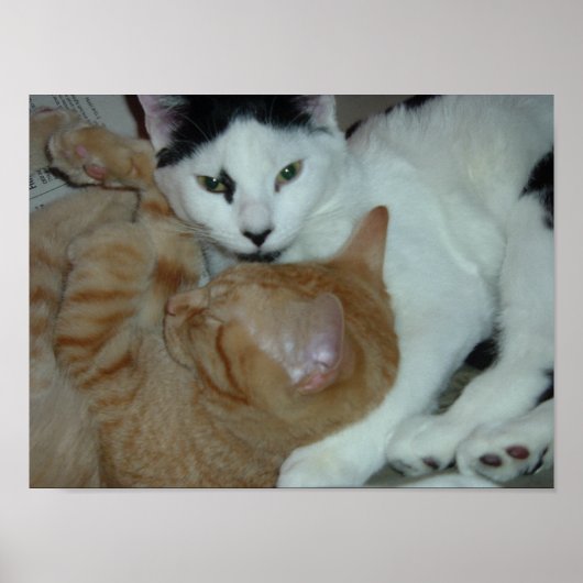 Poster Les chatons en amour (Devant)