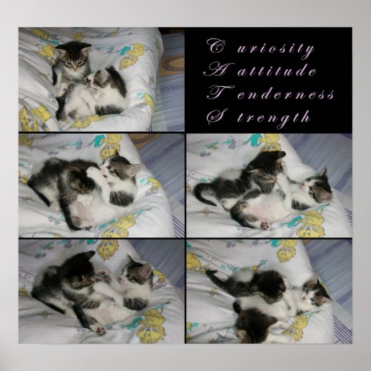 Poster Les chatons en jeu (Devant)