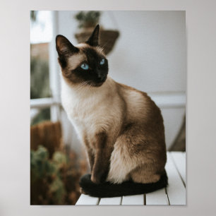 Poster Les Chats Sont Les Meilleurs 86