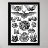 Poster Les chauves-souris ! (Devant)