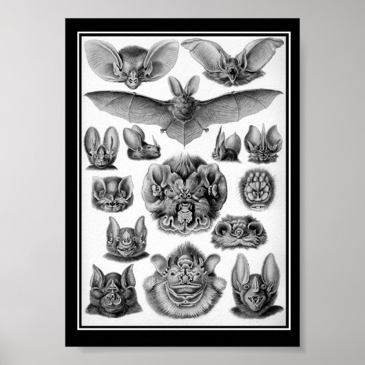 Poster Les chauves-souris ! (Devant)