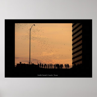 Poster Les chauves-souris d'Austin