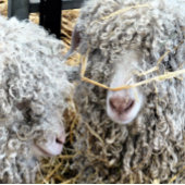 POSTER LES CHÈTES FRAÎCHES