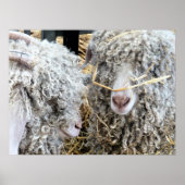 POSTER LES CHÈTES FRAÎCHES (Devant)