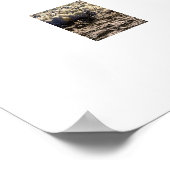 Poster Les chevaux à la plage (Coin)