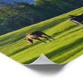 Poster Les chevaux broutent dans les pâturages près du co (Coin)