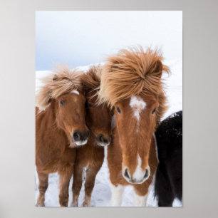 Poster Les chevaux islandais se frottent le nez, Islande