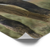 Poster Les Chevaux Sauvages (Coin)