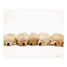 Les chiots de l'golden retriever