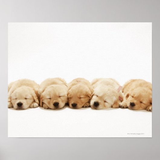 Poster Les chiots du Golden Retriever (Devant)