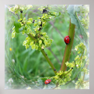 Poster les coccinelles