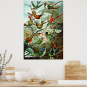 Poster Les colibris d'Ernst Haeckel (Cuisine)
