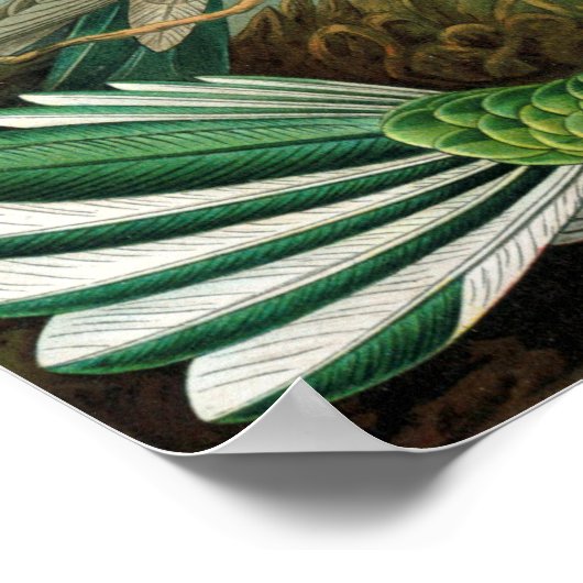 Poster Les colibris d'Ernst Haeckel (Coin)