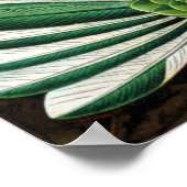 Poster Les colibris d'Ernst Haeckel (Coin)