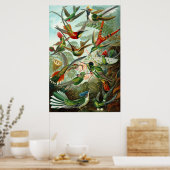 Poster Les colibris d'Ernst Haeckel (Cuisine)