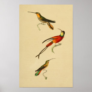Poster Les colibris du cru 1830 impriment le vert rouge