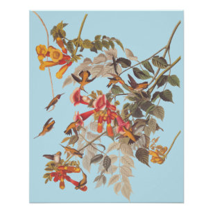 Poster Les colibris et les fleurs à gorge rubis d'Audubon