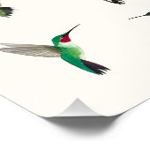 Poster Les colibris les plus communs aux États-Unis (Coin)