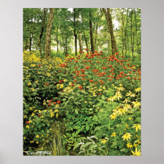 Poster Les collines sont vivantes avec les Fleurs sauvage