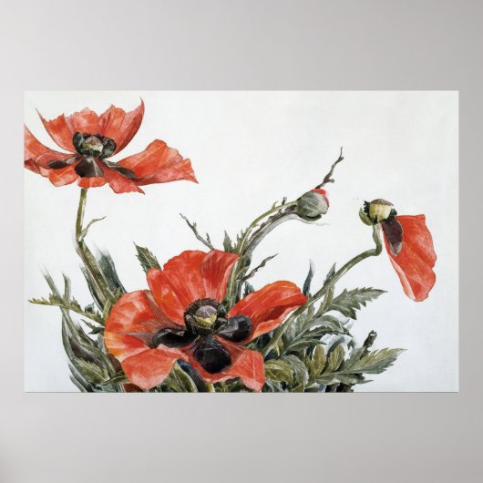 Poster Les Coquelicots rouges de Demuth (Devant)