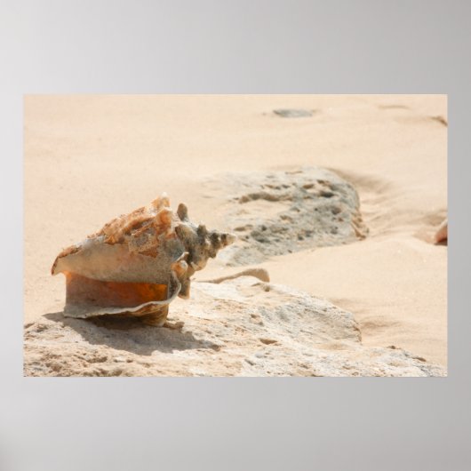 Poster Les Coquillages Sur La Plage (Devant)