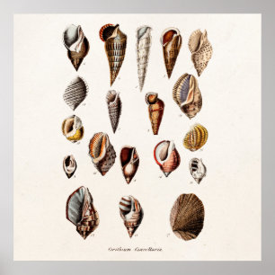 Poster Les coquilles vintages de mer ont personnalisé la
