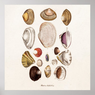 Poster Les coquilles vintages de mer ont personnalisé la