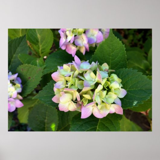 Poster les couleurs de l'été (Devant)