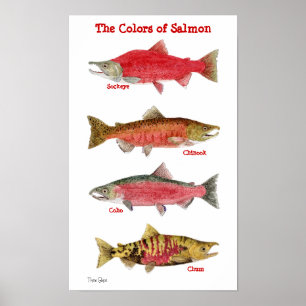 Poster Les couleurs du Saumon