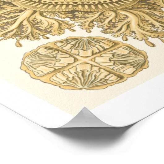 Poster Les créatures de la mer d'or (Coin)