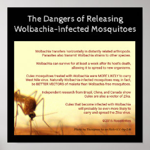 Poster Les dangers de Wolbachia par RoseWrites