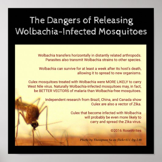 Poster Les dangers de Wolbachia par RoseWrites (Devant)