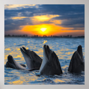 Poster Les dauphins bouteille-flairés dans la lumière d
